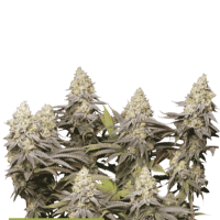 Cannabis Seedstockers Cannabis Seeds Superior Panty Punch
