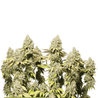 Cannabis  Seedstockers  Cannabis  Seeds  Superior  Rucu  Cucu  Og  Auto