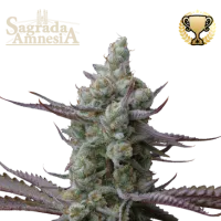 Cannabis  Seedstockers  Cannabis  Seeds  Superior  Sagrada  Amnesia