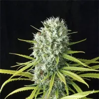 Cannabis  Seedstockers  Cannabis  Seeds  Superior  Santa  Marta  Haze  Auto
