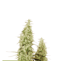 Cannabis Seedstockers Cannabis Seeds Superior Santa Marta Haze
