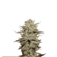 Cannabis  Seedstockers  Cannabis  Seeds  Superior  Sticky  Fingers  Auto