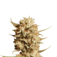 Cannabis  Seedstockers  Cannabis  Seeds  Superior  Thunder  Banana  Auto