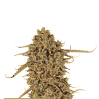 Cannabis Seedstockers Cannabis Seeds Superior Thunder Banana