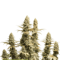 Cannabis Seedstockers Cannabis Seeds Superior Triton Biscotto Lime Auto