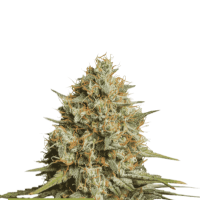 Cannabis  Seedstockers  Cannabis  Seeds  Superior  Triton  Biscotto  Lime