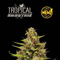 Cannabis  Seedstockers  Cannabis  Seeds  Superior  Tropical  Zmoothie  Auto
