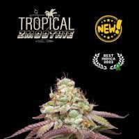 Cannabis Seedstockers Cannabis Seeds Superior Tropical Zmoothie