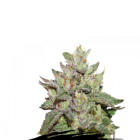 Cannabis Seedstockers Cannabis Seeds Wedding Cake