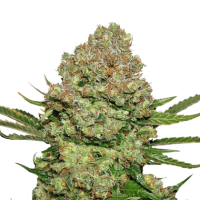 Cannabis Seedstockers Cannabis Seeds White Widow