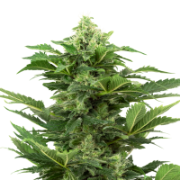 Sensi Research Cannabis Seeds Afghan Pearl Cbd Auto
