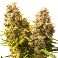 Sensi Research Cannabis Seeds Banana Kush Cake Auto