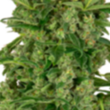 Sensi  Research  Cannabis  Seeds  Black  Lights  Cbd  Auto