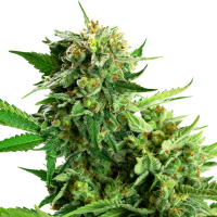 Sensi Research Cannabis Seeds Blackberry Cake