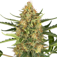 Sensi  Research  Cannabis  Seeds  Blueberry  Bubblegum  Auto