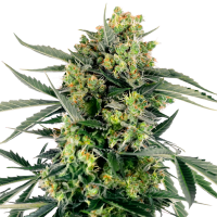 Sensi Research Cannabis Seeds Blueberry Zkittlez Auto