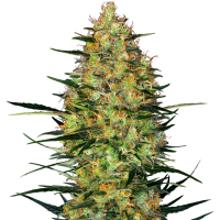Sensi Research Cannabis Seeds Caramellow Kush Auto