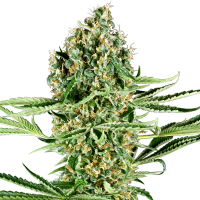 Sensi Research Cannabis Seeds Critical Runtz