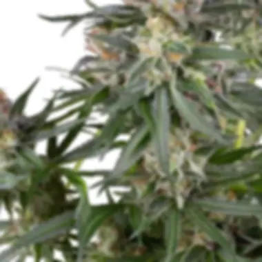Sensi  Research  Cannabis  Seeds  Dosimosa