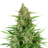Sensi  Research  Cannabis  Seeds  Double  Kush  Cake  Auto