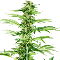 Sensi Research Cannabis Seeds Honey Melon Haze
