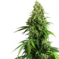 Sensi Research Cannabis Seeds Honey Melon Kush Auto