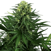 Sensi Research Cannabis Seeds Honey Melon Kush