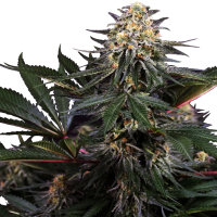 Sensi Research Cannabis Seeds Lockdown Kush