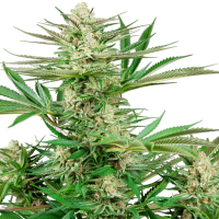 Sensi Research Cannabis Seeds Malibu Og Gold