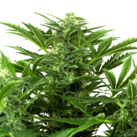 Sensi Research Cannabis Seeds Mandarine Punch Auto