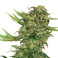 Sensi Research Cannabis Seeds N13 Kush