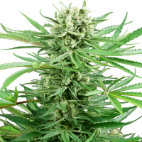 Sensi Research Cannabis Seeds Papi Chulo Og