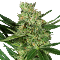 Sensi Research Cannabis Seeds Pumpkin Spice