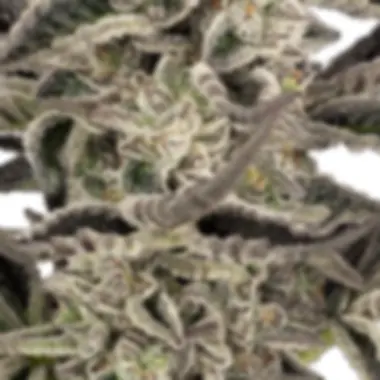 Sensi  Research  Cannabis  Seeds  Purple  Pickle