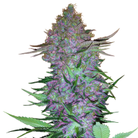 Sensi Research Cannabis Seeds Purple Skunk Auto