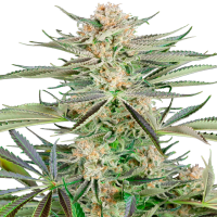 Sensi Research Cannabis Seeds Screwdriver Og