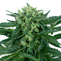 Sensi  Research  Cannabis  Seeds  Sensi  Amnesia  Auto