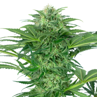 Sensi Research Cannabis Seeds Skunk Dream Cbd