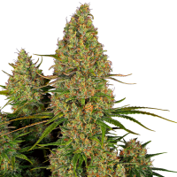Sensi Research Cannabis Seeds Sticky Orange Xxl Auto