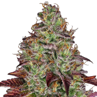 Sensi Research Cannabis Seeds Tezla Og