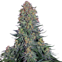 Sensi Seed Bank Cannabis Seeds Blue Skunk