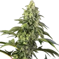 Sensi Seed Bank Cannabis Seeds Cosmic Kiss