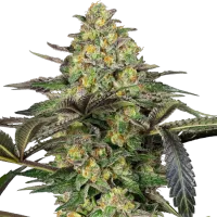 Sensi Seed Bank Cannabis Seeds Grapevine Candy