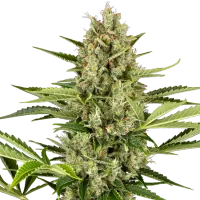 Sensi Seed Bank Cannabis Seeds Jack Herer Auto