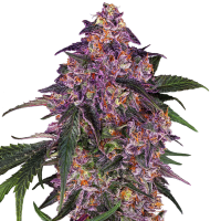Sensi  Seed  Bank  Cannabis  Seeds  Sensi  Purple  Kush