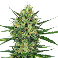 Sensi  Seed  Bank  Cannabis  Seeds  Tangerine  Sugar
