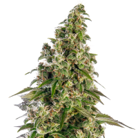 Sensi Cannabis Seeds Afghani 1 Automatic