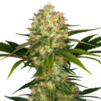 Sensi  Cannabis  Seeds  Afghani 1