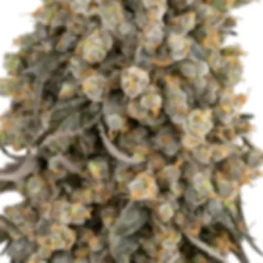 Sensi Cannabis Seeds Atomic Blue Dream