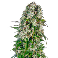 Sensi Cannabis Seeds Big Bud Automatic
